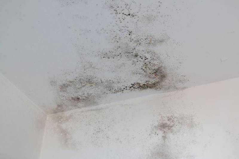 Moisissures mur fuite eau 